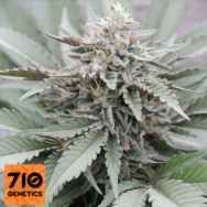 710 Genetics Seeds Super Stinky